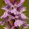 Orchis maculé (Dactylorhiza maculata)