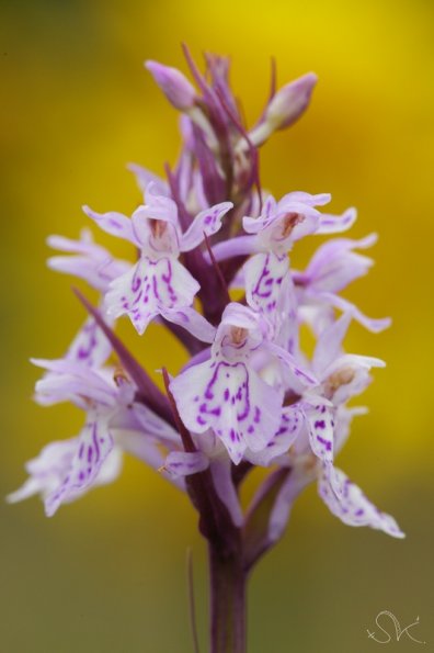 Orchis maculé (Dactylorhiza maculata)