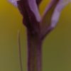 Orchis maculé (Dactylorhiza maculata)