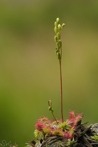 Drosera à feuilles rondes (Drosera rotundifolia)