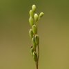 Drosera à feuilles rondes (Drosera rotundifolia)