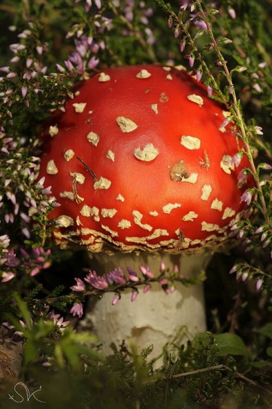 Un tueur dans la lande (Amanita muscaria)