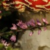 Un tueur dans la lande (Amanita muscaria)