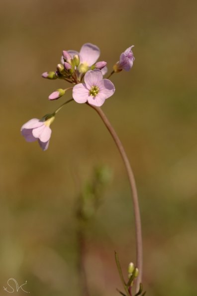 Cardamine des près Cardamine pratensis)