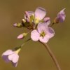 Cardamine des près Cardamine pratensis)