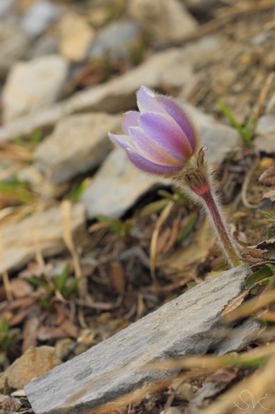 Pulsatille printanière (Pulsatilla vernalis)