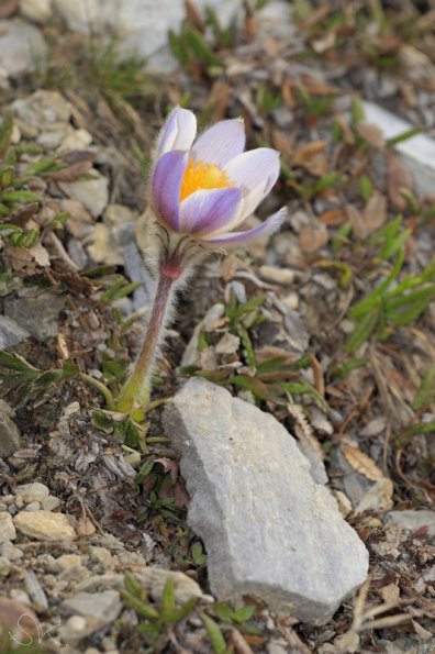 Pulsatille printanière (Pulsatilla verna)