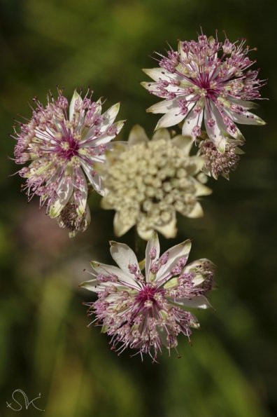 La grande astrance (Astrantia major)