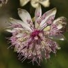 La grande astrance (Astrantia major)