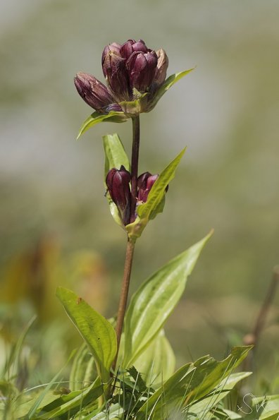 Gentiane pourpre (Gentianella purpurea)
