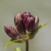 Gentiane pourpre (Gentianella purpurea)