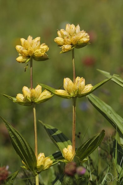 La gentiane jaune (Gentiana lutea)