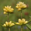 La gentiane jaune (Gentiana lutea)
