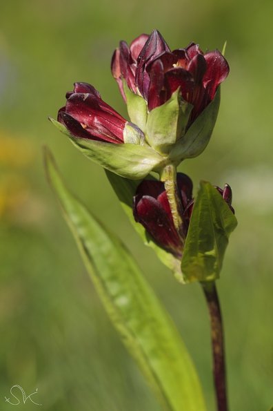 Gentiane pourpre (Gentianella purpurea)