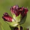 Gentiane pourpre (Gentianella purpurea)