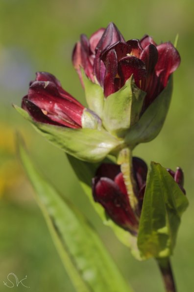 gentiane pourpre (Gentianella purpurea)