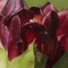 gentiane pourpre (Gentianella purpurea)
