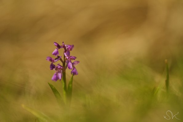 Orchis bouffon (Anacamptys morio)