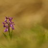 Orchis bouffon (Anacamptys morio)