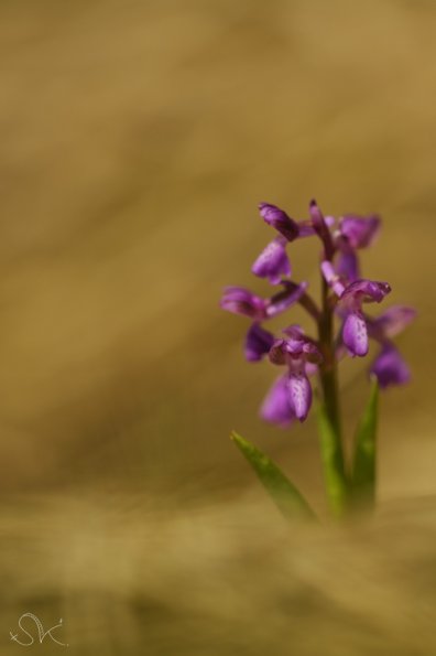 Orchis bouffon (Anacamptis morio)