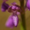 Orchis bouffon (Anacamptis morio)