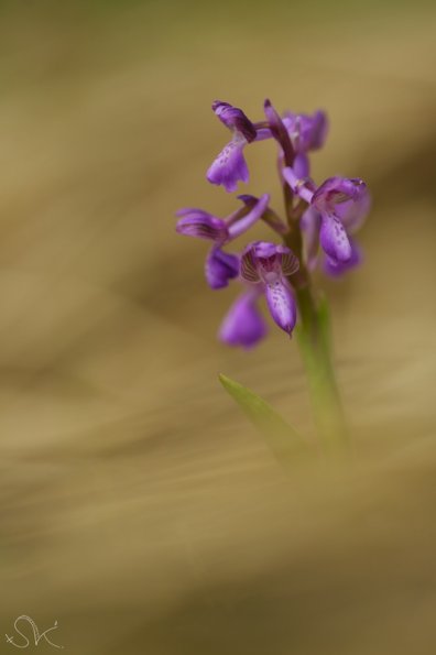 Orchis bouffon (Anacamptyus morio)