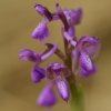 Orchis bouffon (Anacamptyus morio)