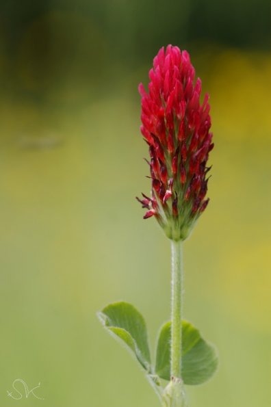 Trefle incarnat (Trifolium incarnatum)