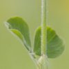 Trefle incarnat (Trifolium incarnatum)