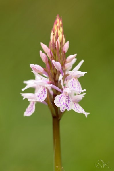 Orchis maculé, (Dactylorhiza maculata)