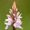 Orchis maculé, (Dactylorhiza maculata)