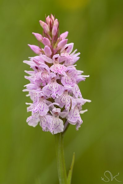 L'Orchis de Fuchs (Dactylorhiza fuchsii)