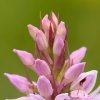 L'Orchis de Fuchs (Dactylorhiza fuchsii)