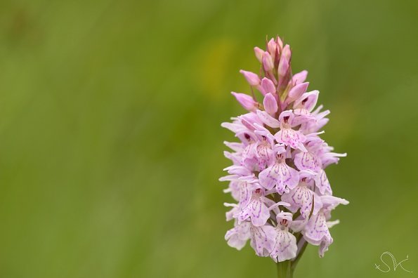 L'Orchis de Fuchs (Dactylorhiza fuchsii)