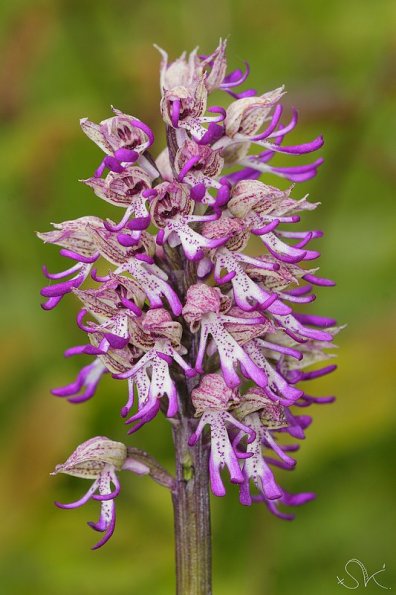 Orchis hybride Singe x poupre (Orchis simia x purpurea)