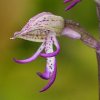Orchis hybride Singe x poupre (Orchis simia x purpurea)