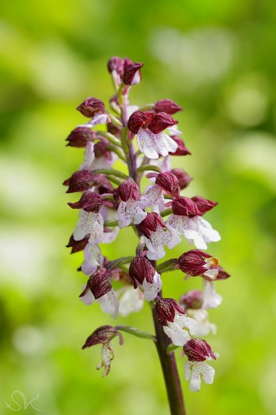 Orchis pourpre (Orchis purpurea)