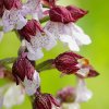 Orchis pourpre (Orchis purpurea)