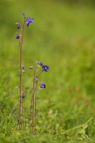 Ancolie vulgaire (Aquilegia vulgaris)