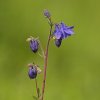 Ancolie vulgaire (Aquilegia vulgaris)