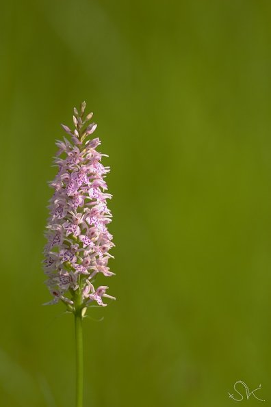 L'Orchis de Fuchs (Dactylorhiza fuchsii)