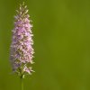 L'Orchis de Fuchs (Dactylorhiza fuchsii)