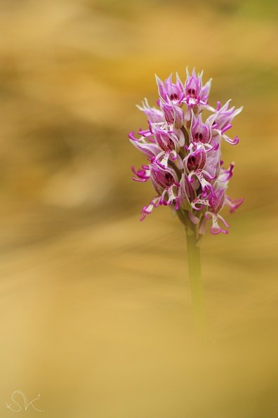 Orchis singe (Orchis simia)