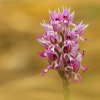 Orchis singe (Orchis simia)