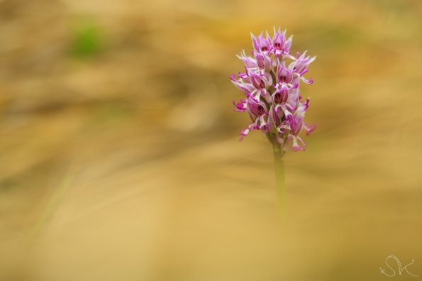 Orchis singe (Orchis simia)