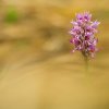 Orchis singe (Orchis simia)