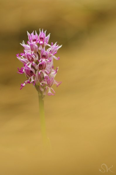 Orchis singe (Orchis simia)