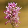 Orchis singe (Orchis simia)
