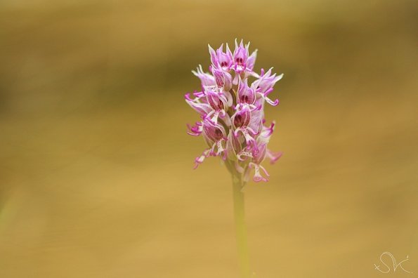 Orchis singe (Orchis simia)