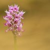 Orchis singe (Orchis simia)